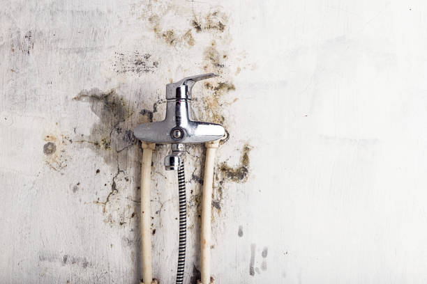 Best Certified Mold Removal  in Valley Green, PA
