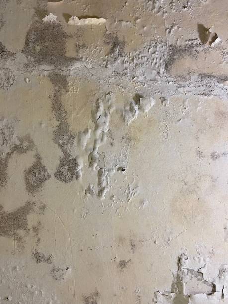 Best Black Mold Removal  in Valley Green, PA