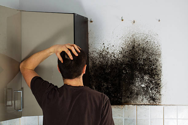 Certified Mold Removal in Valley Green, PA