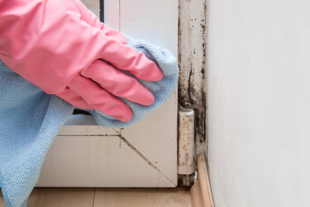 Best Certified Mold Removal  in Valley Green, PA