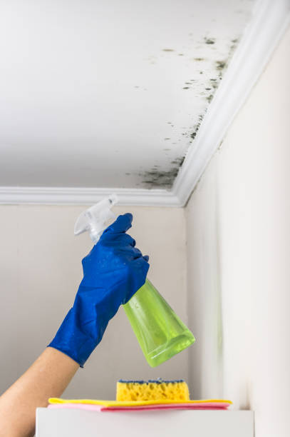 Best Mold Damage Repair  in Valley Green, PA
