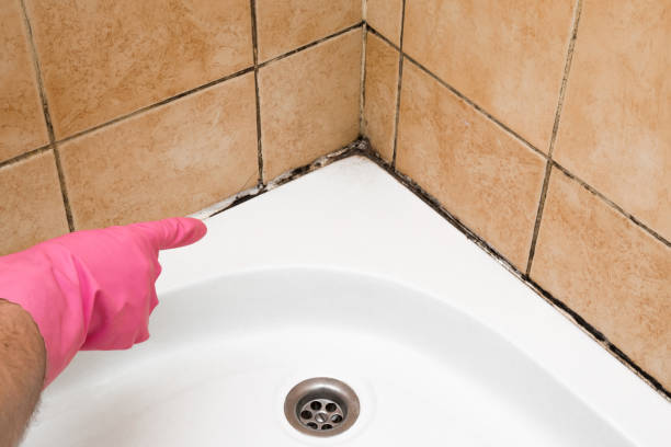 Best Mold Removal and Inspection  in Valley Green, PA